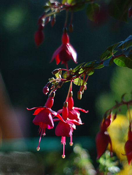 Dsc_5733v.jpg