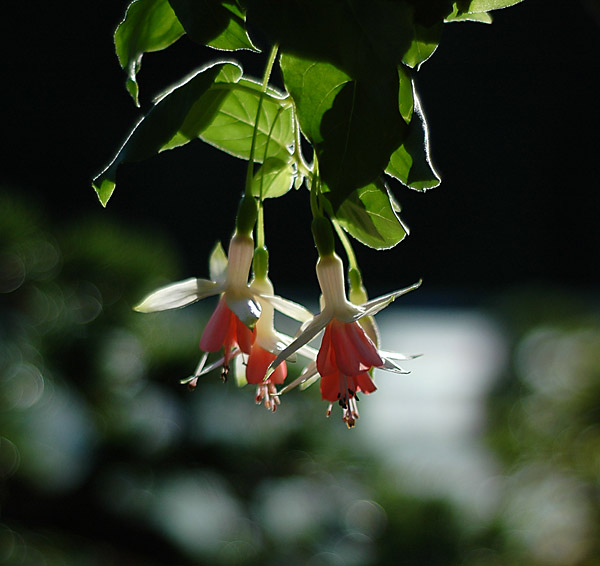 Dsc_5697v.jpg