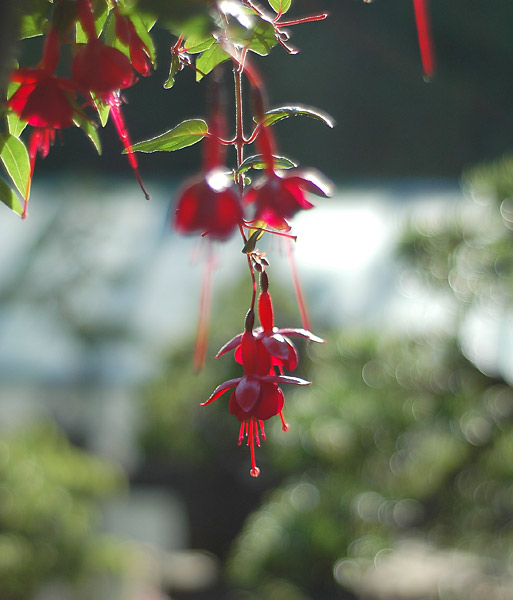 Dsc_5696v.jpg