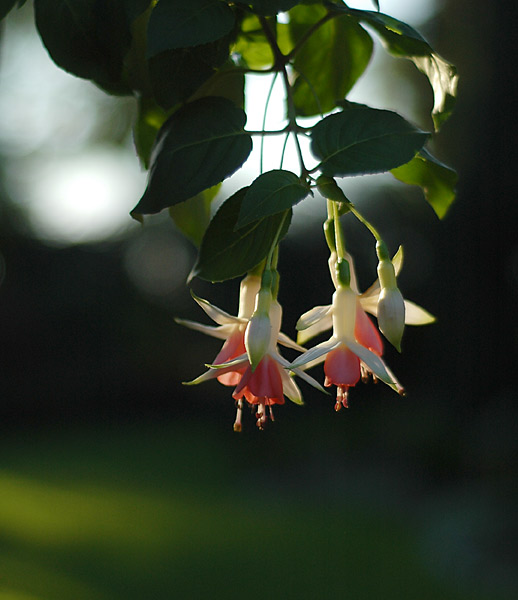 Dsc_5663v.jpg