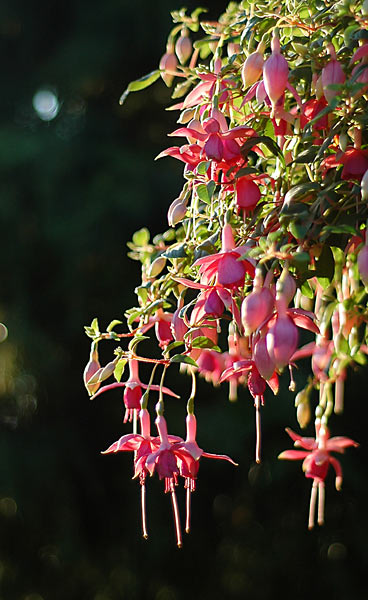Dsc_5660v.jpg