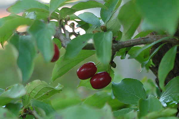 Früchte von Cornus mas