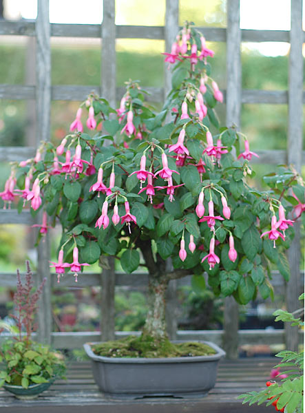 Fuchsie