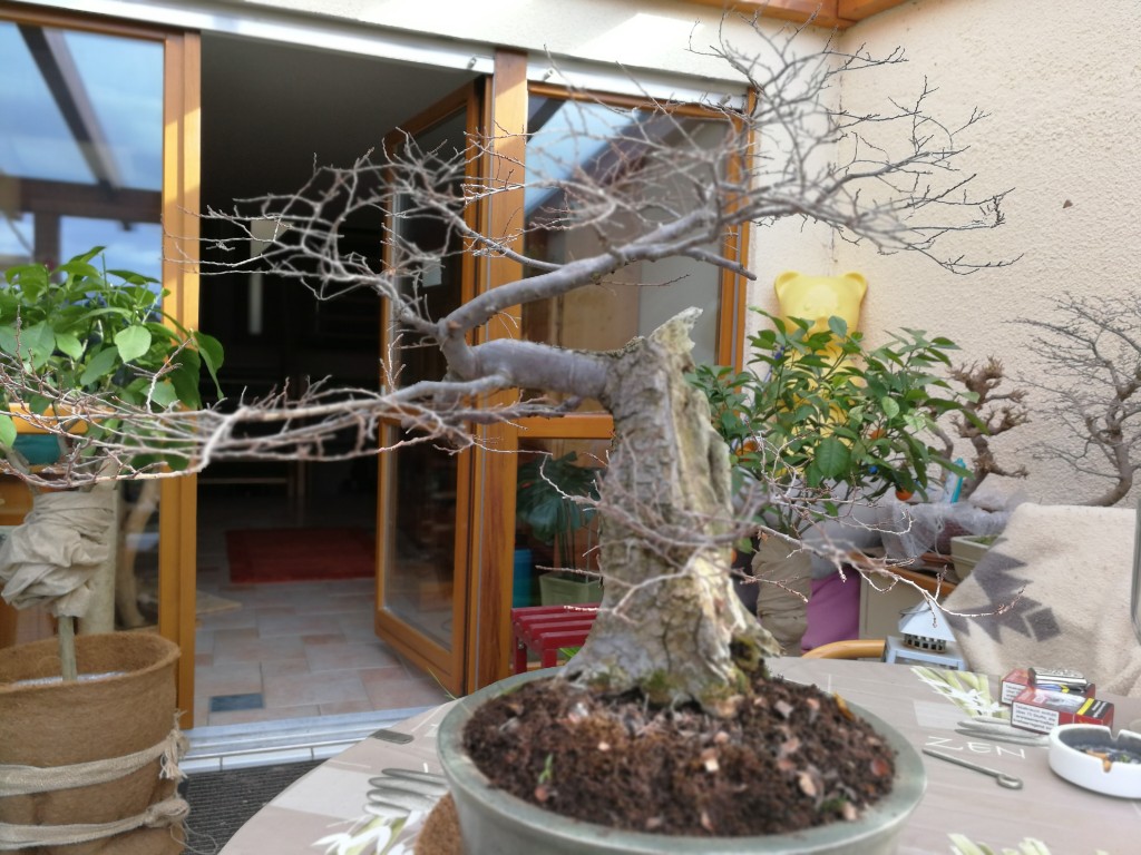 IMG_20190303_151923.jpg