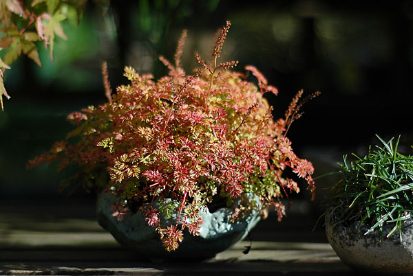 Astilbe