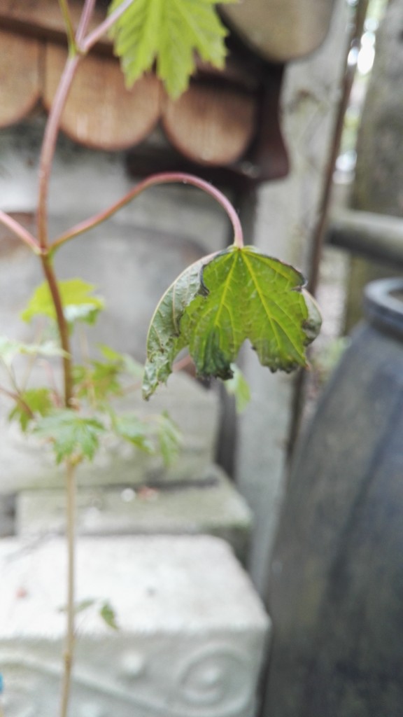 IMG_20190426_143016.jpg