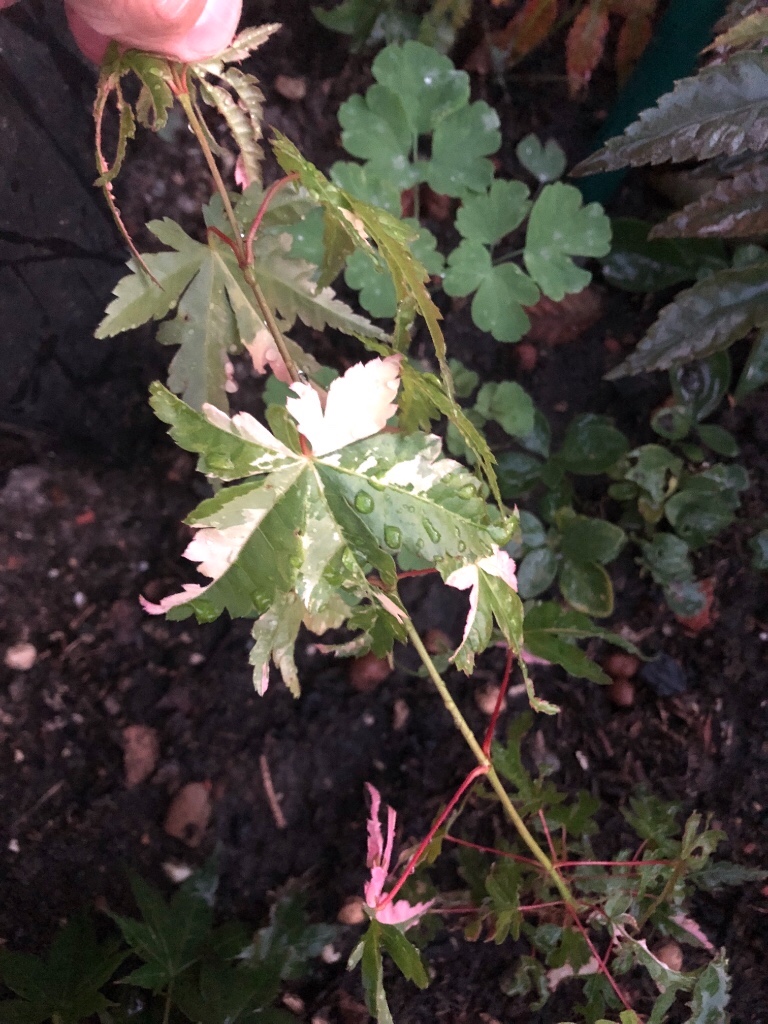 panaschierter Acer palmatum