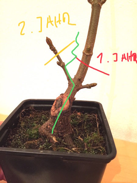 Bergahorn aus Sämling mit Shohin-Gestaltungsziel. Die grüne Linie zeigt den künftigen Stammverlauf nach jährlichem Einkürzen.