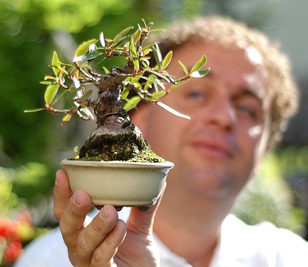 Ficus