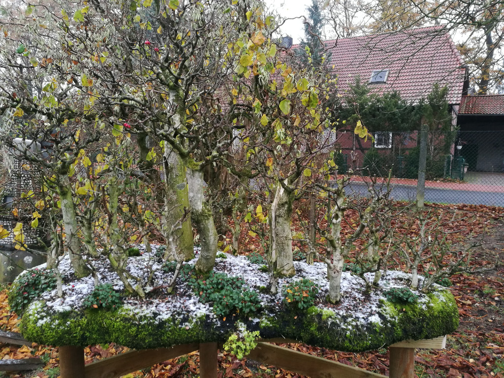 Kleine Winterschau