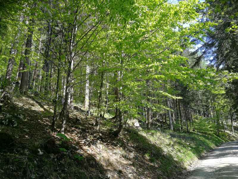 Im Paradies
