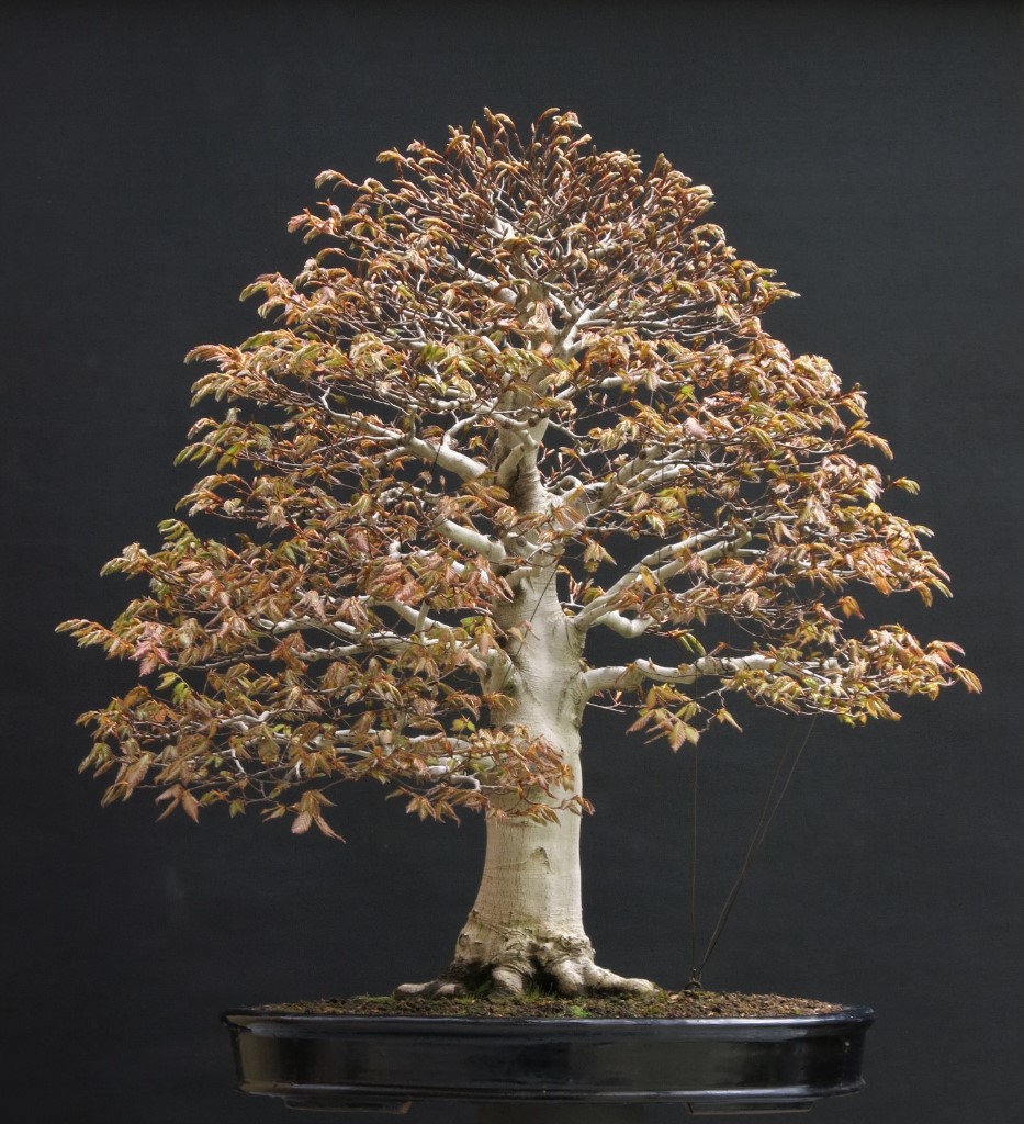 Fagus Crenata 03.05.2019.JPG