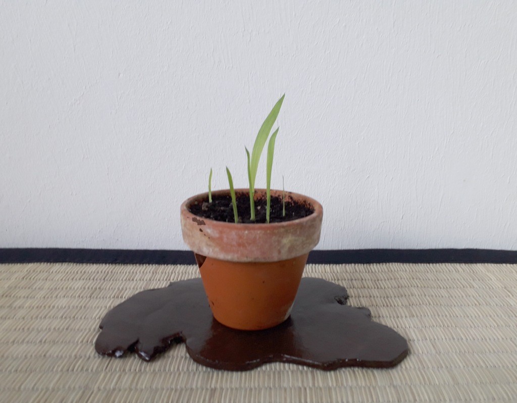 weißblühende Sorte.jpg