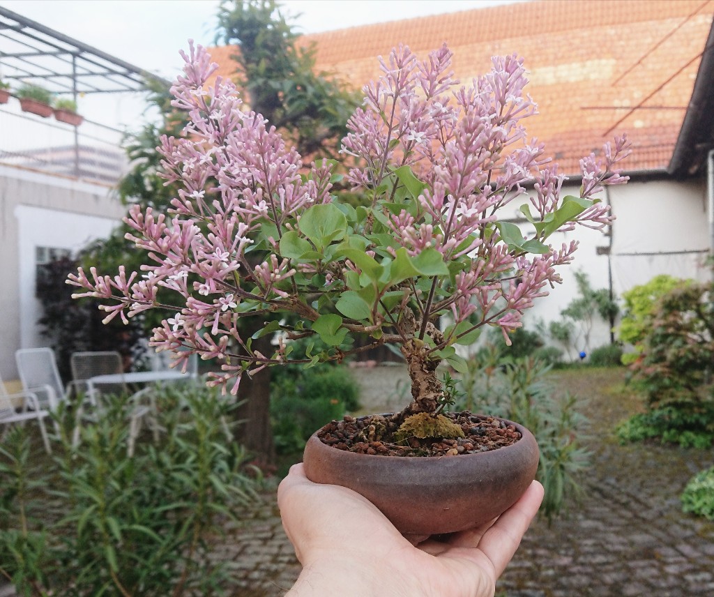 _20190503_193756.JPG
