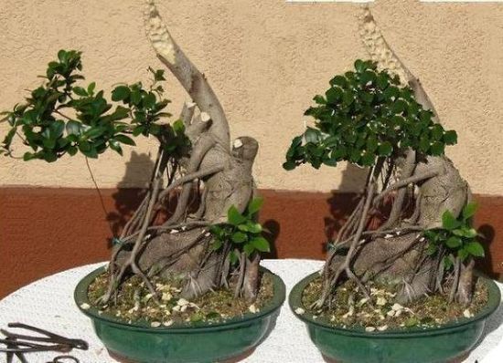 new_ingo-ficus-vorschlag.jpg