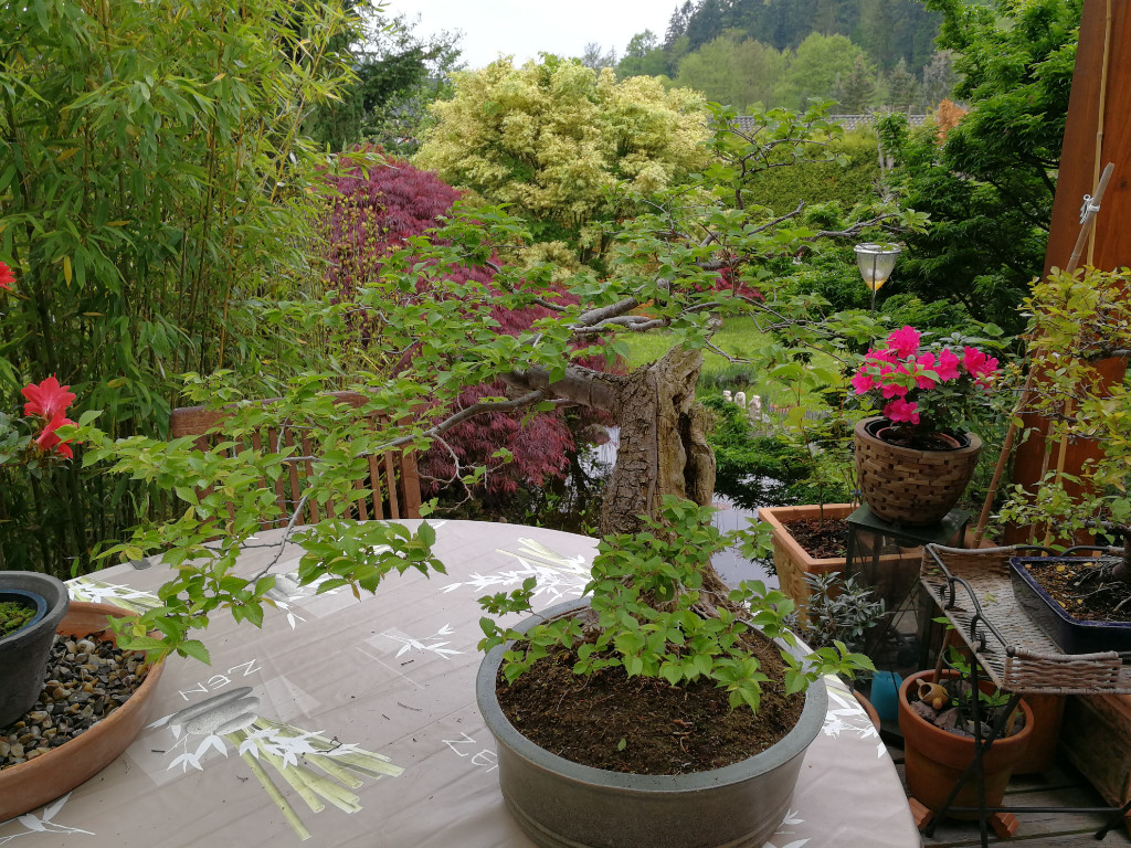 IMG_20190504_115237.jpg