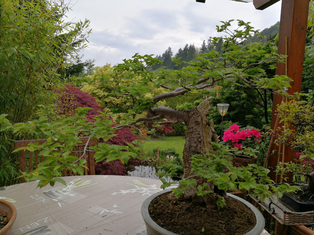 IMG_20190504_114810.jpg