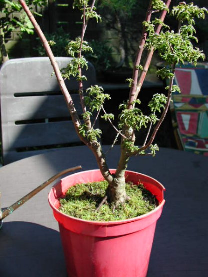 Acer palmatum "Shishigashira"