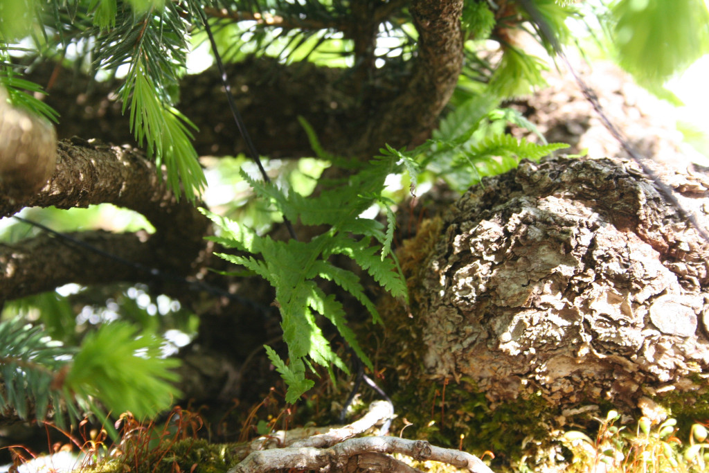 Beisteller im Baum