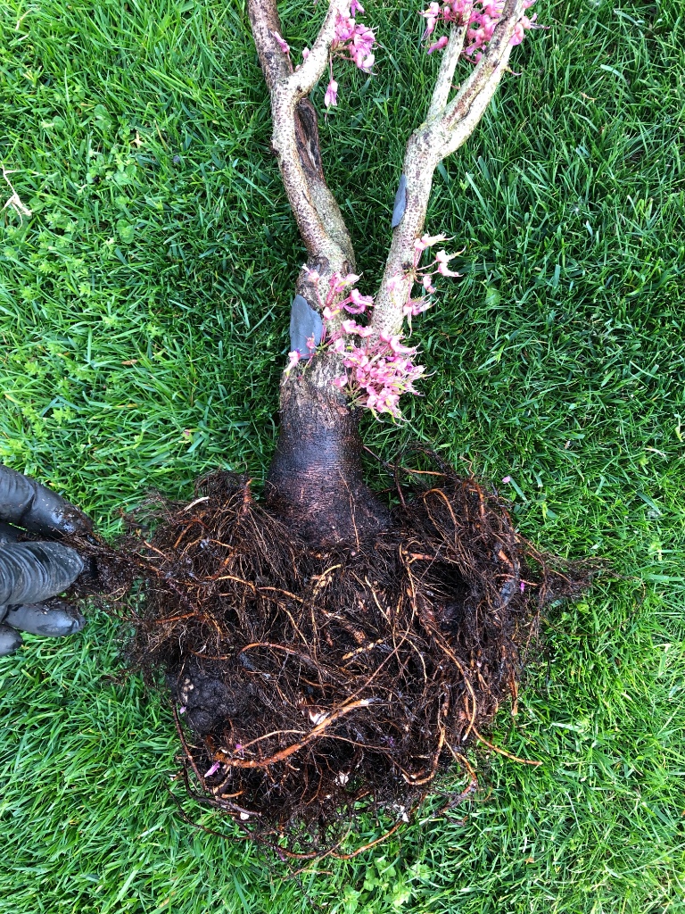 siehe links unten am Wurzelballen