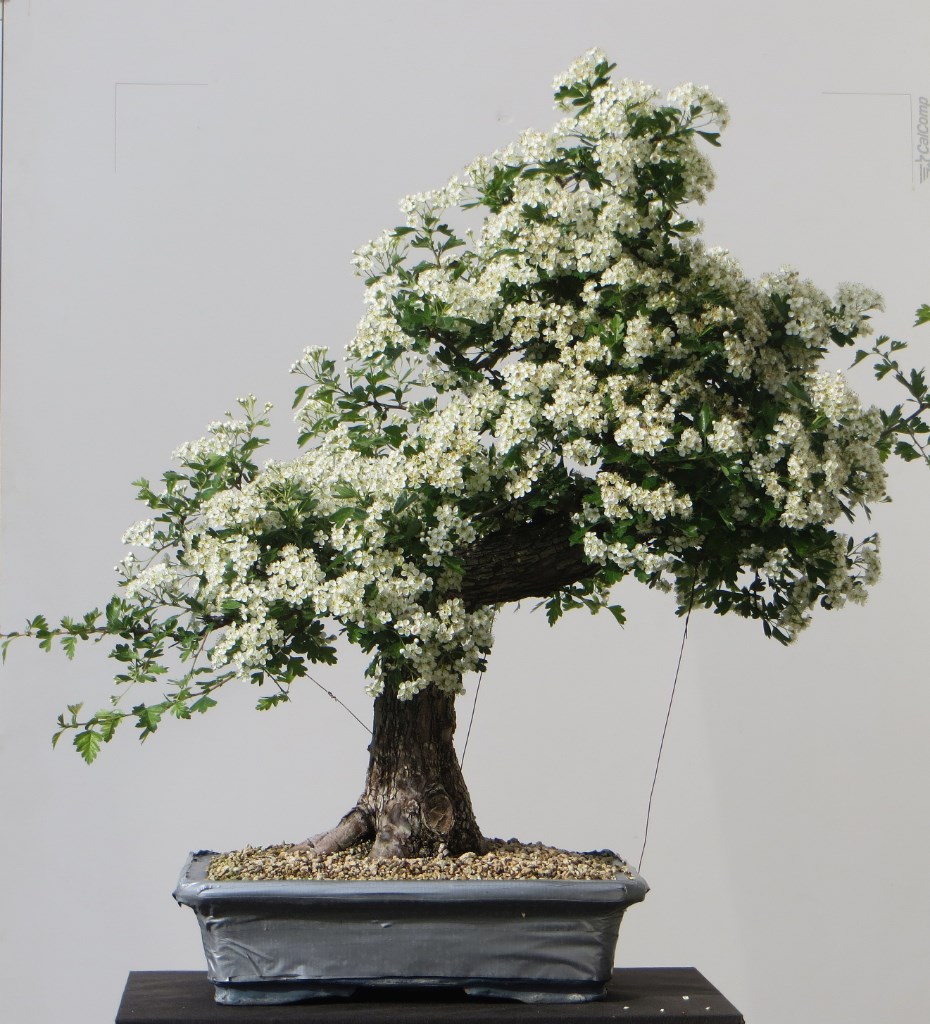 Weissdorn_Blüte.jpg