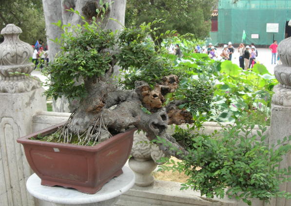 Bonsai 2.jpg