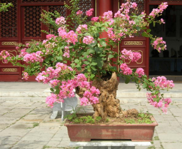 Blühender Bonsai,Name ????