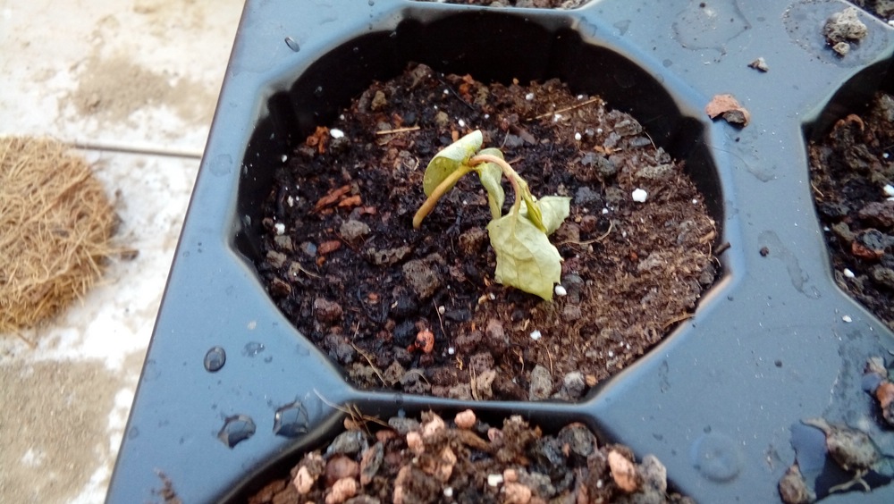 comp_20190331_185311.jpg