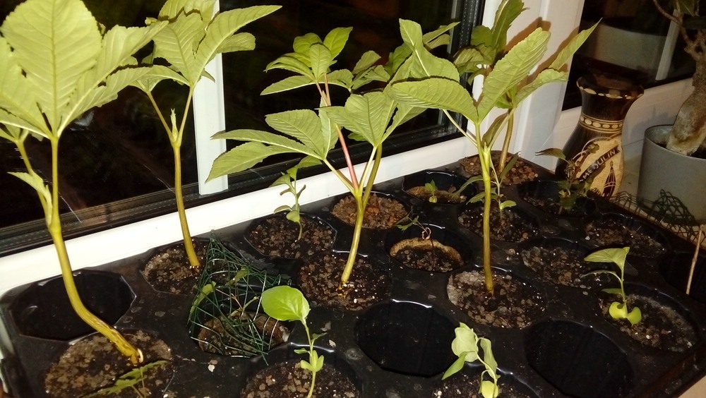 comp_IMG-20190422-WA0011.jpg