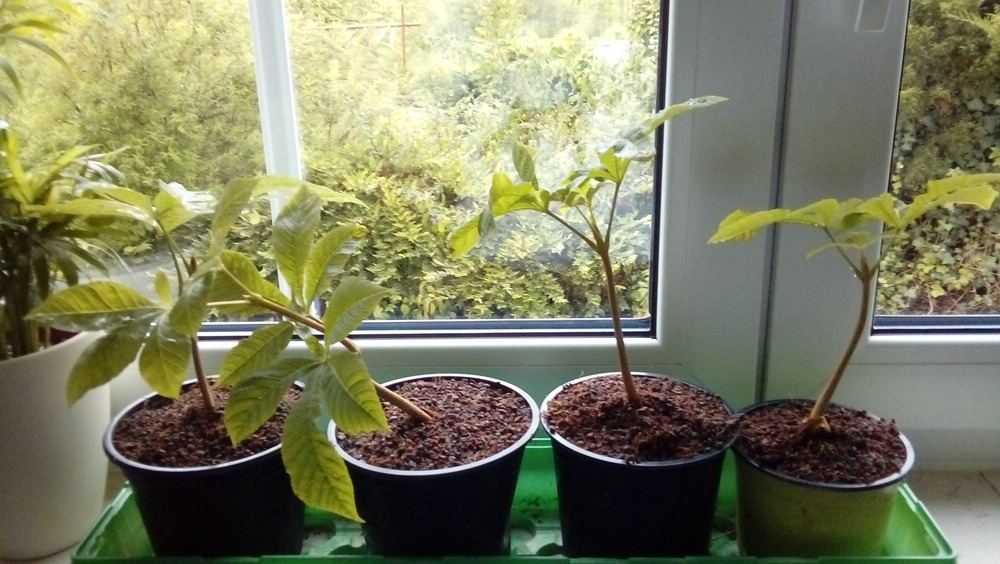 comp_20190510_070334.jpg