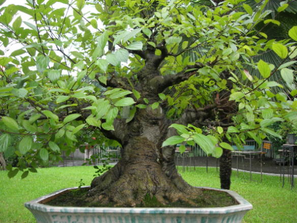 Guangzhou Bonsai2.jpg