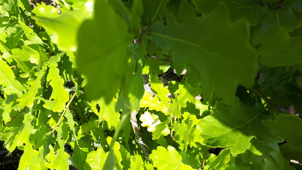 20190514_180629.jpg