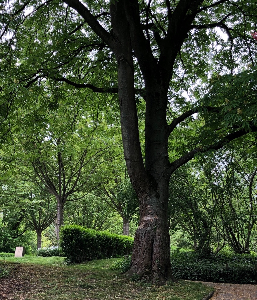 16.05.2019 Rombergpark Dortmund