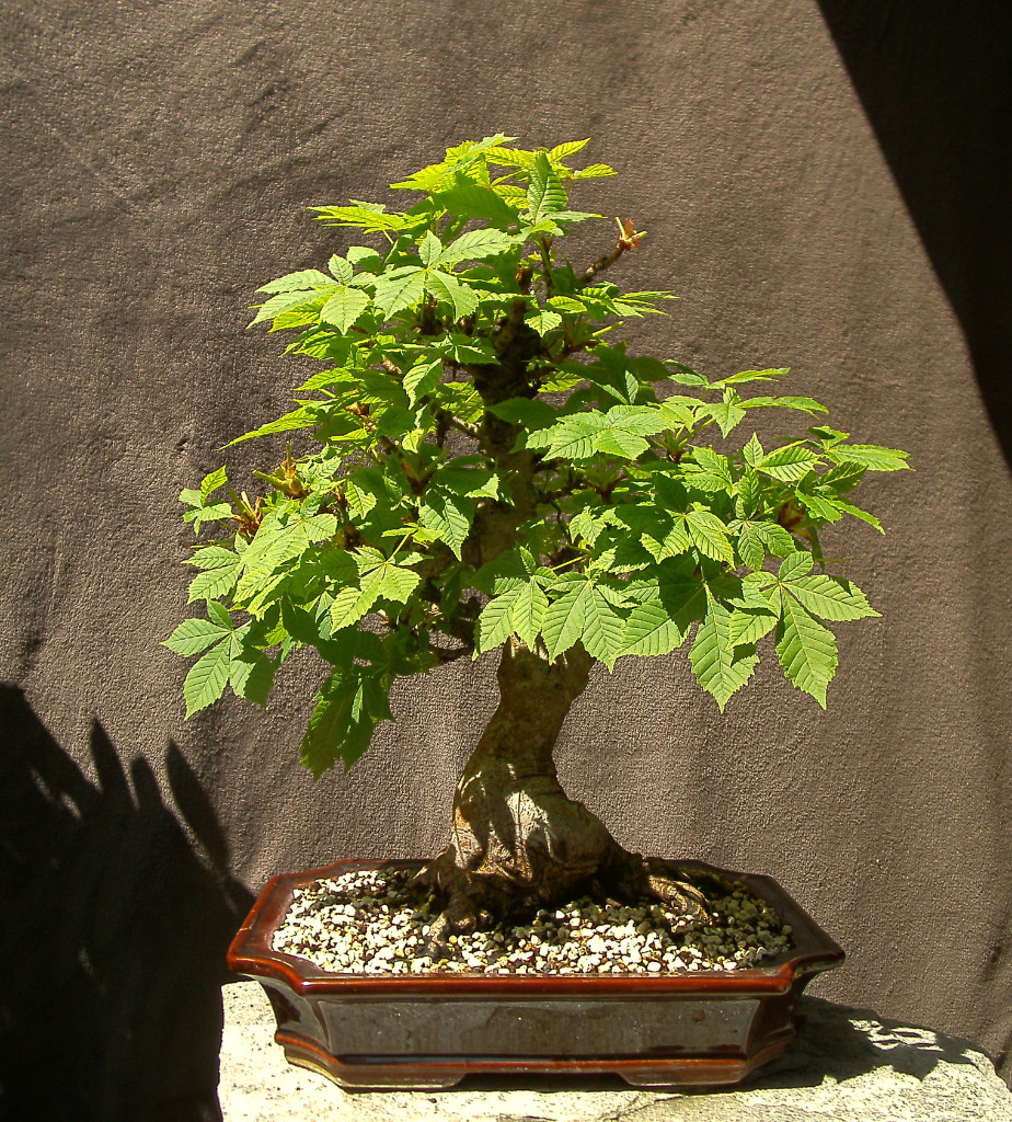 momentane Höhe 46 cm