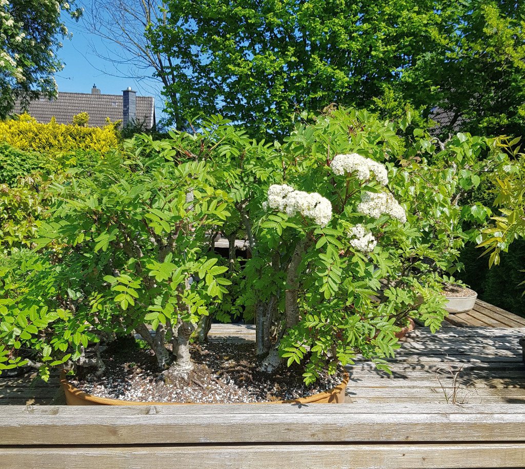 20190519_154255.jpg