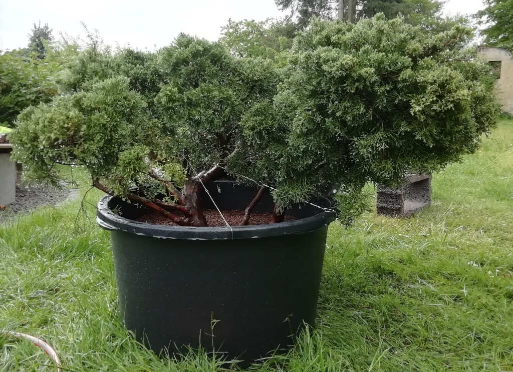 die Wurzeln sollen Raum zur Entfaltung bekommen. Getopft in gebr. Blähton in einen 60 cm Speiskübel