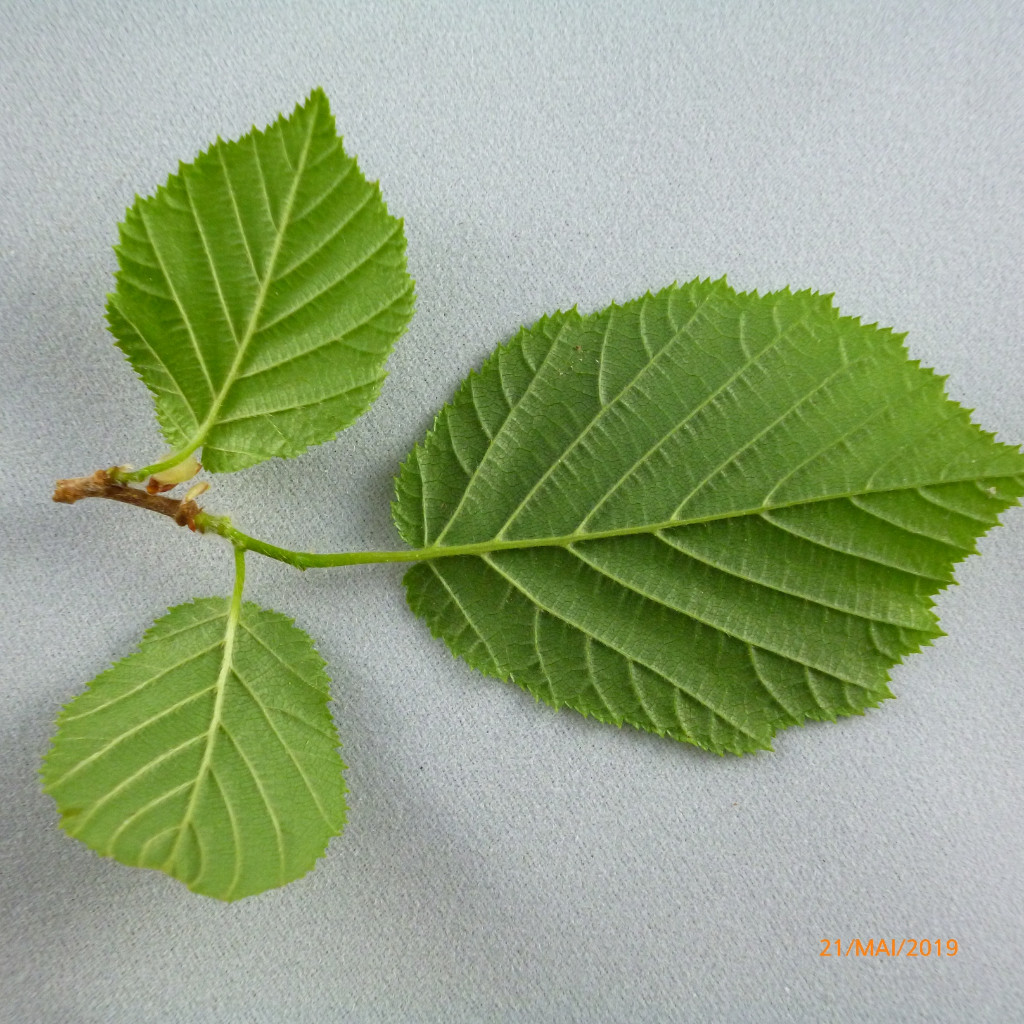 Blatt Unterseite.JPG
