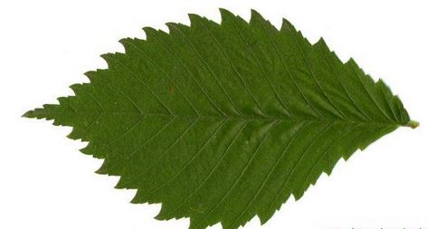 Blatt Bergulme.JPG