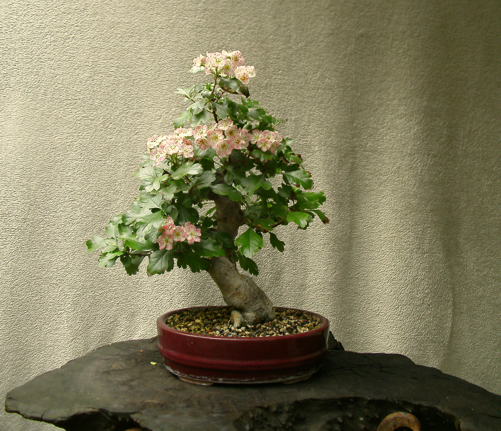 Mai 2019