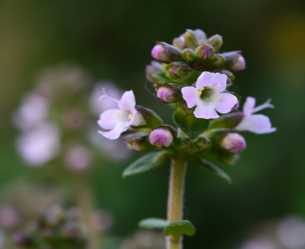Blüte2019_d.jpg