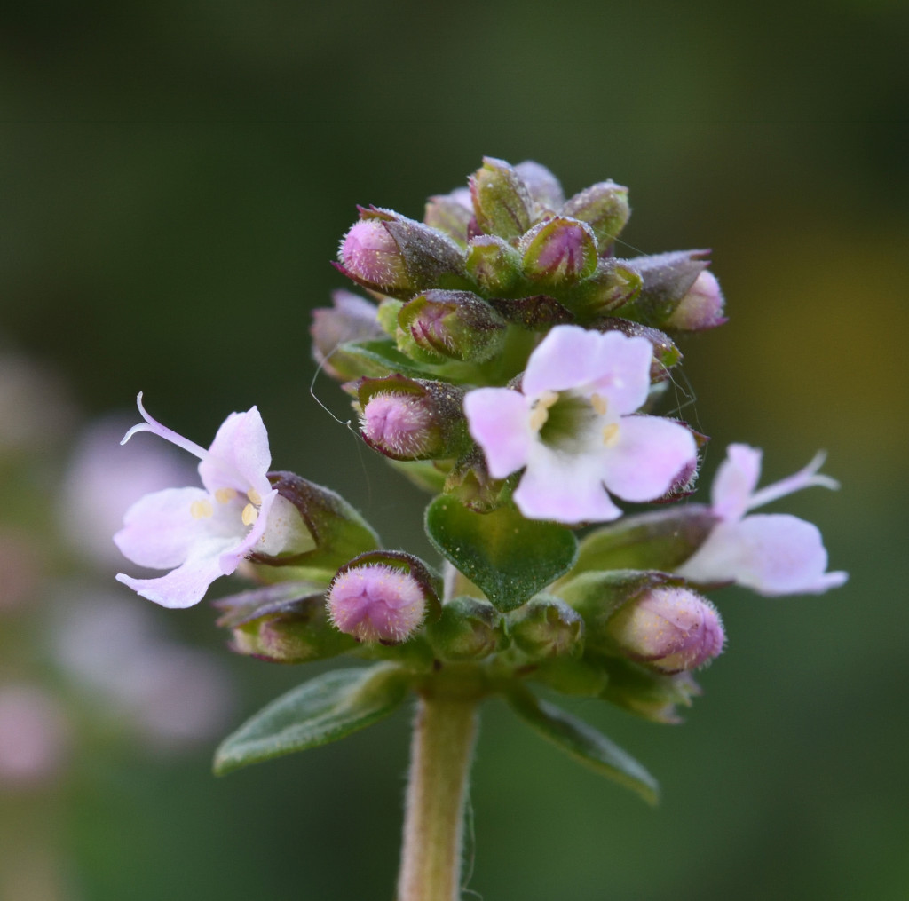 Blüte2019_e.jpg