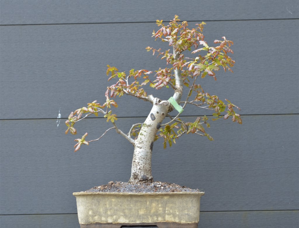 DSC_9091.JPG