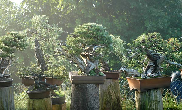 hier sieht man, dass mein Garten keine Galerie ist, sondern ein Massenabstellplatz für Bonsai