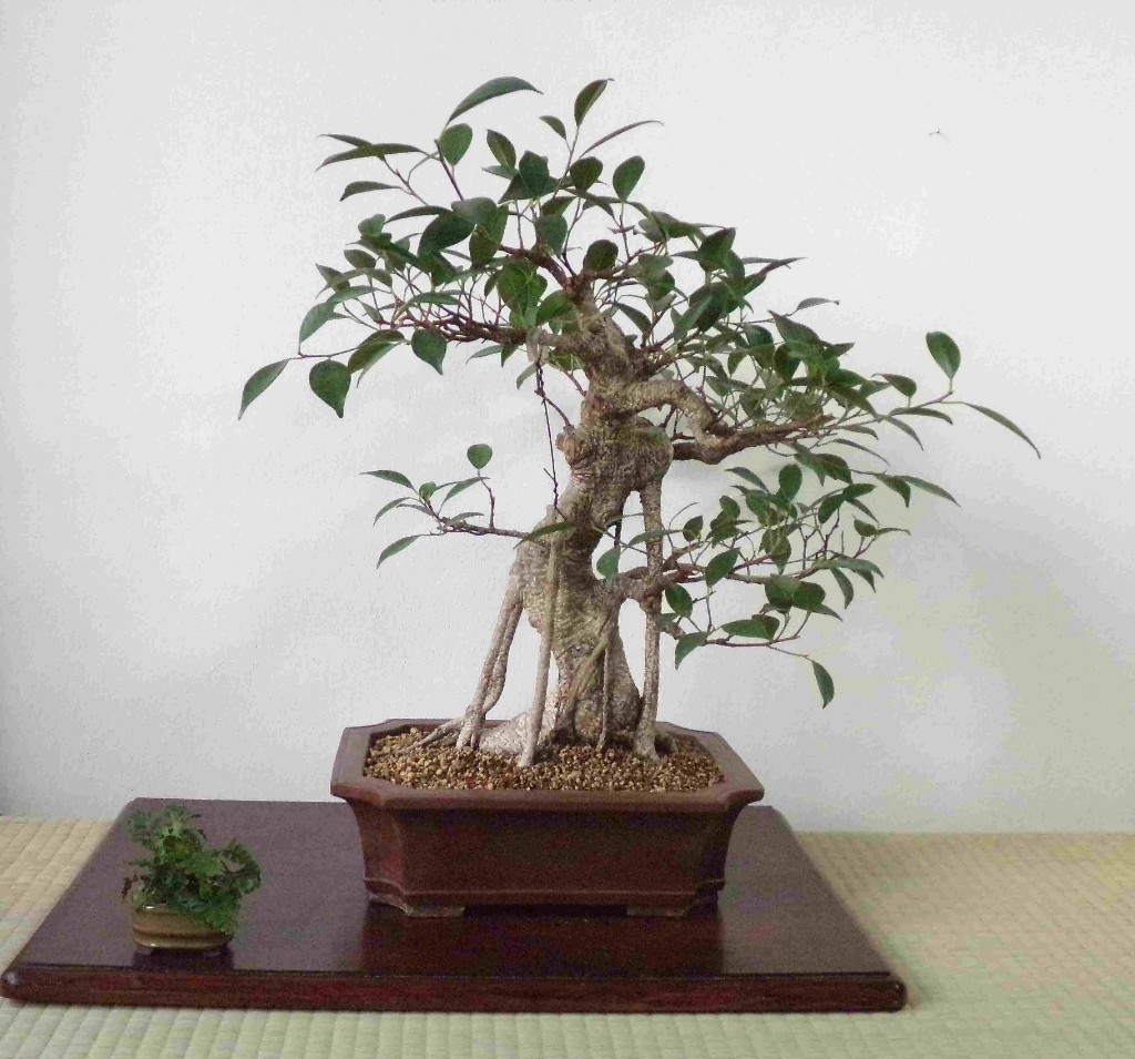 Ficus am 29.05.2019.jpg