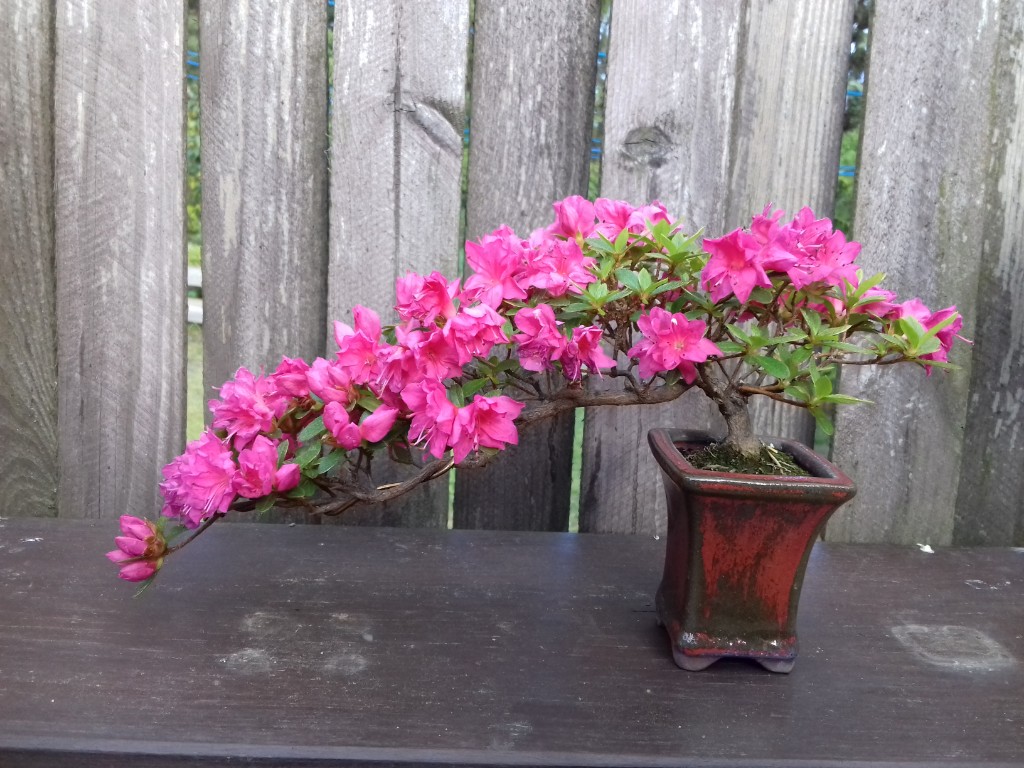 20190529_193037.jpg