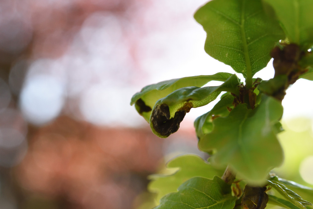 Blatt_20190529.jpg