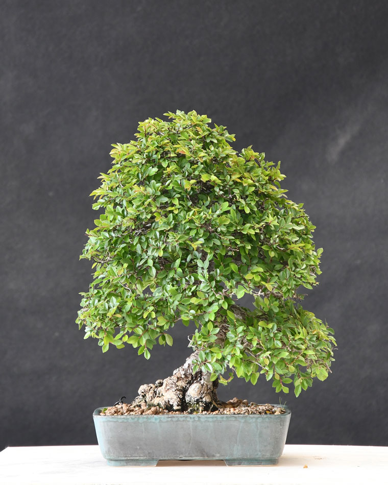 Chinaulme0519A.jpg