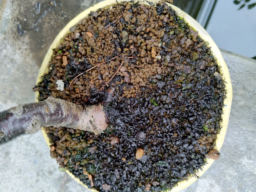 Da hab ich schon die Hälfte sauber gemacht auch der pilz ist zu sehen, bessere Fotos könnte ich leider nicht machen