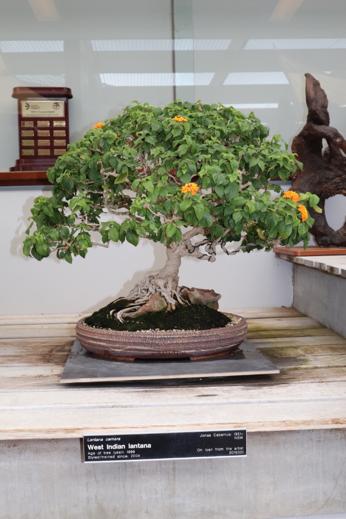 Bonsai_Collection_3.JPG