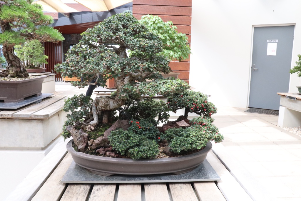 Bonsai_Collection_11.JPG